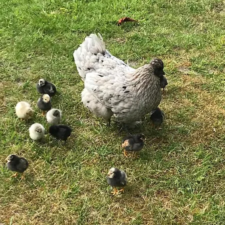 Bed and Breakfast Manoir De La Marjolaine Cabourg