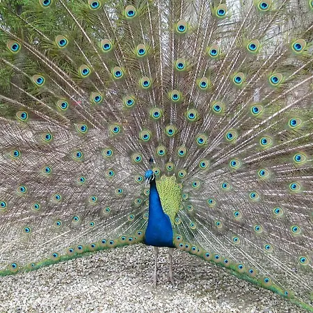 Manoir De La Marjolaine Cabourg