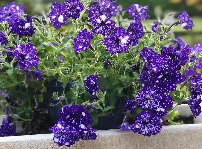 Manoir De La Marjolaine 꺄부흐