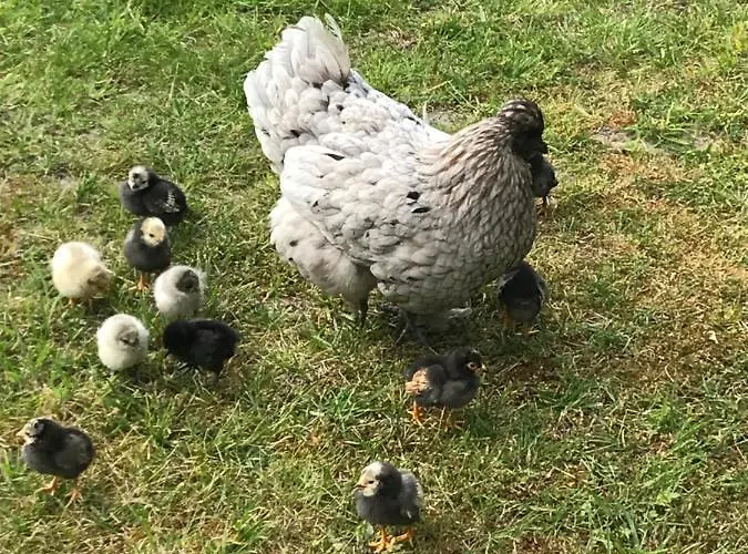 B&B Manoir De La Marjolaine 꺄부흐