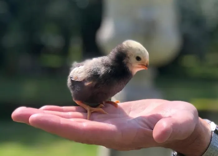 Manoir De La Marjolaine B&B